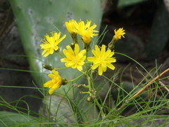 Sonchus capillaris image