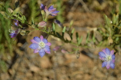 Malesherbia linearifolia