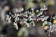 Drosanthemum fourcadei