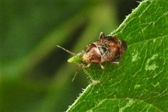 Agnocoris