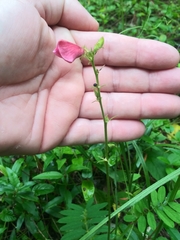 Tephrosia spicata