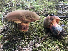 Neoboletus