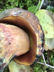 Neoboletus