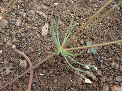 Spergularia flaccida