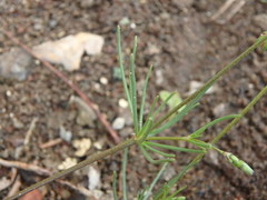 Spergularia flaccida