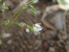 Spergularia flaccida
