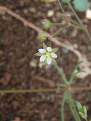 Spergularia flaccida