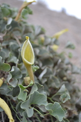 Aristolochia pearcei