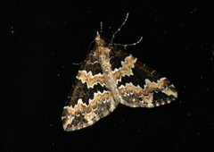 Electrophaes marginata