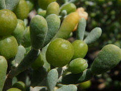 Tetraena fontanesii image