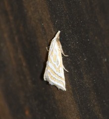 Leptosteges parthenialis