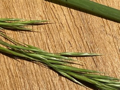 Melica smithii