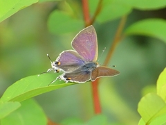 Hypolycaena philippus