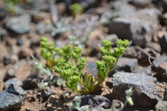 Lastarriaea chilensis