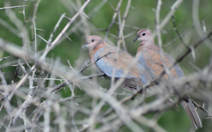 Streptopelia senegalensis