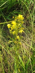 Lysimachia quadriflora