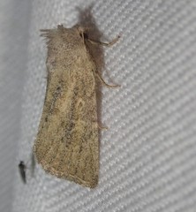 Photedes fluxa