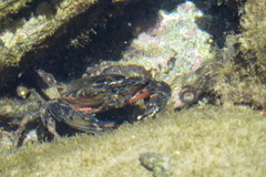 Thalamitinae