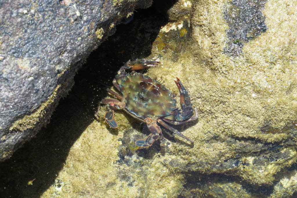 Thranita prymna