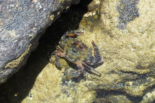 Thranita prymna