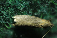 Sciota fumella