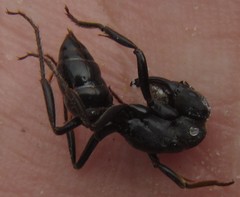 Paltothyreus tarsatus