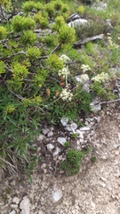 Laserpitium peucedanoides