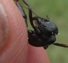 Paltothyreus tarsatus