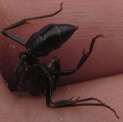 Paltothyreus tarsatus