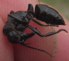 Paltothyreus tarsatus