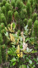 Salix glabra