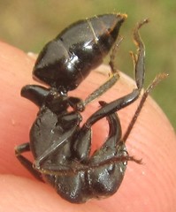 Paltothyreus tarsatus