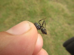 Paltothyreus tarsatus