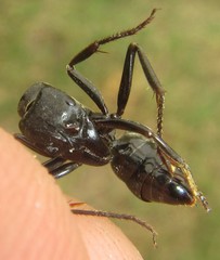 Paltothyreus tarsatus