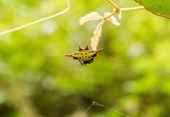 Gasteracantha sauteri