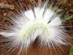 Calliteara pseudabietis