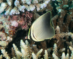 Chaetodon baronessa