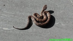 Trimeresurus gracilis