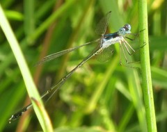 Lestes pinheyi