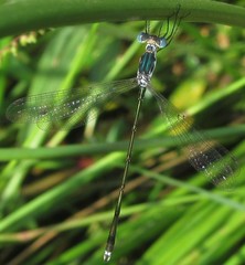 Lestes pinheyi