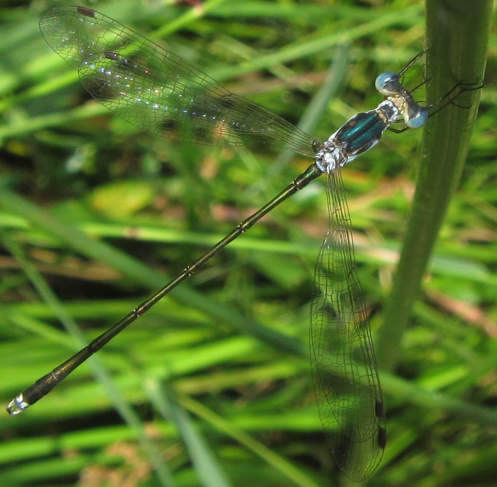 Pinhey's Spreadwing