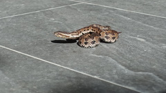 Trimeresurus gracilis