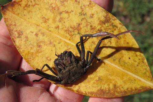 Neodorippe callida
