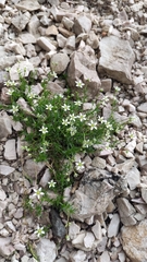 Moehringia ciliata