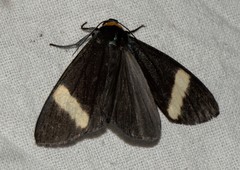 Macrobrochis albifascia