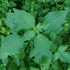 Dicliptera brachiata