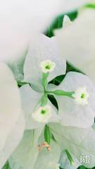 Bougainvillea glabra