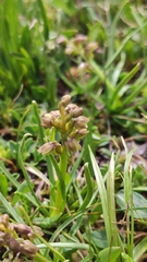 Chamorchis alpina