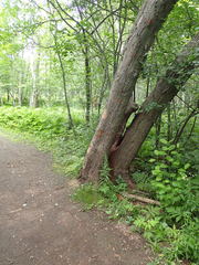 Lycogala flavofuscum