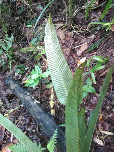 Image of Niphidium crassifolium by (c) Olvin Wilfredo Oyuela, some rights reserved (CC BY-SA)